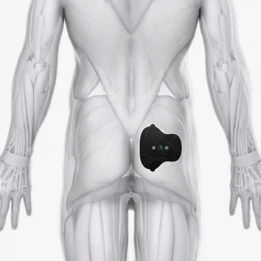 Halo Glute Pad Set 6-Pack